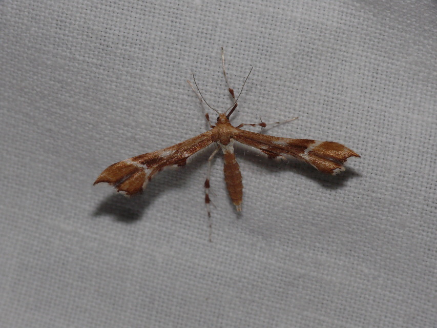Cnaemidophorus rhododactyla - rózsabogyó-tollasmoly