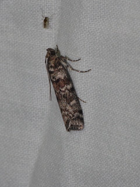 Dioryctria