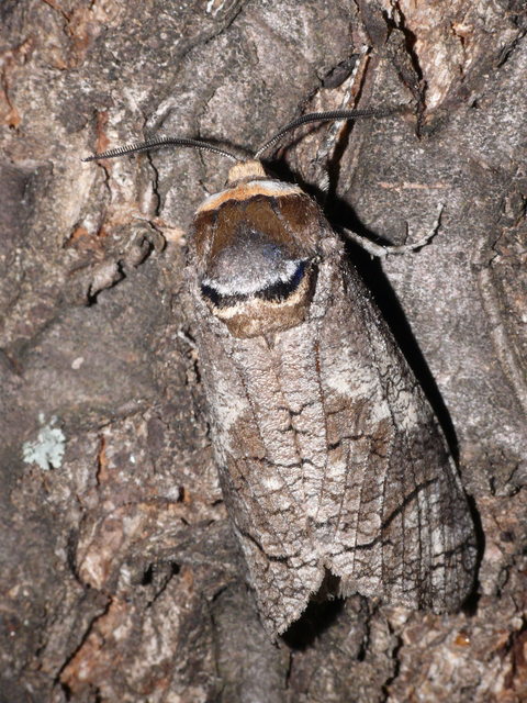 Cossus cossus - fűzfarontólepke