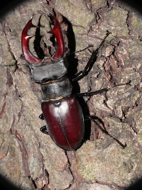 Lucanus cervus - nagy szarvasbogár