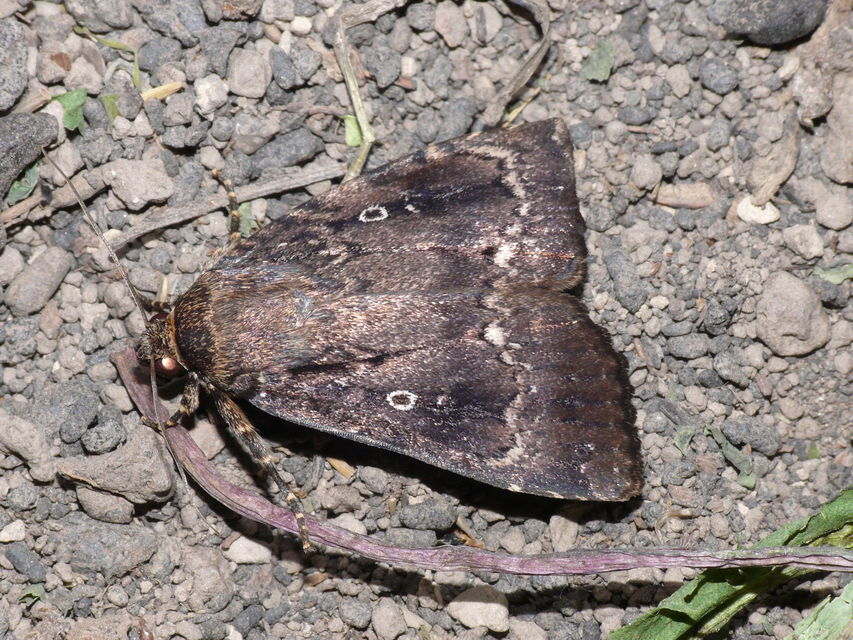 Amphipyra berbera/pyramidea