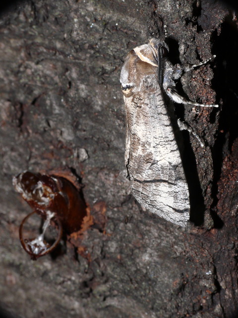 Cossus cossus - fűzfarontólepke