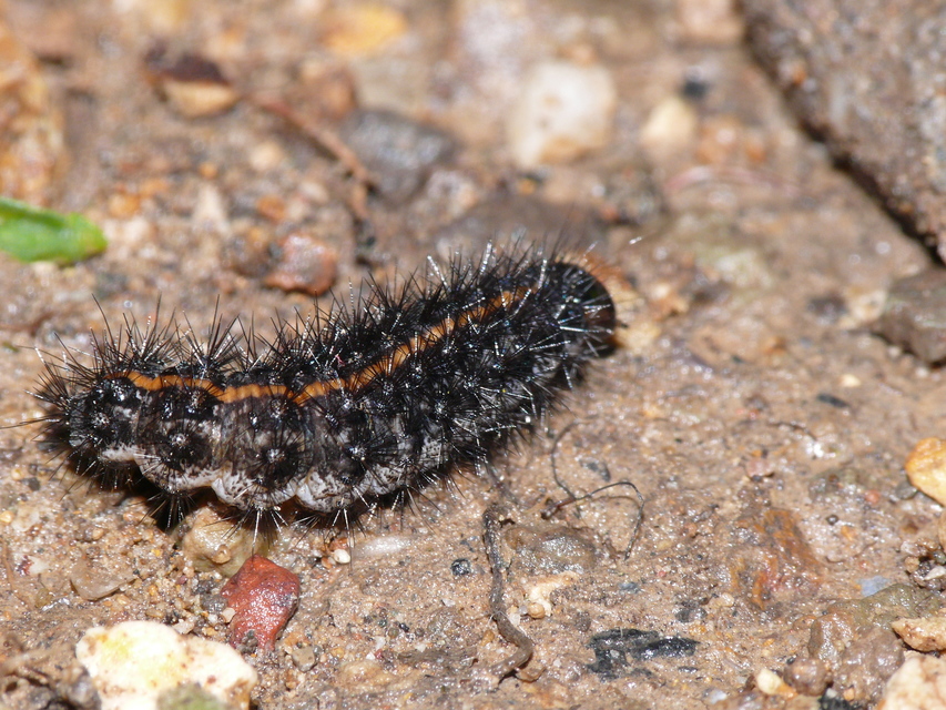Spiris striata - csíkos molyszövő