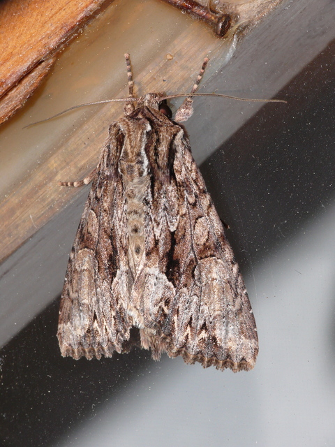 Apamea monoglypha - nagy dudvabagoly