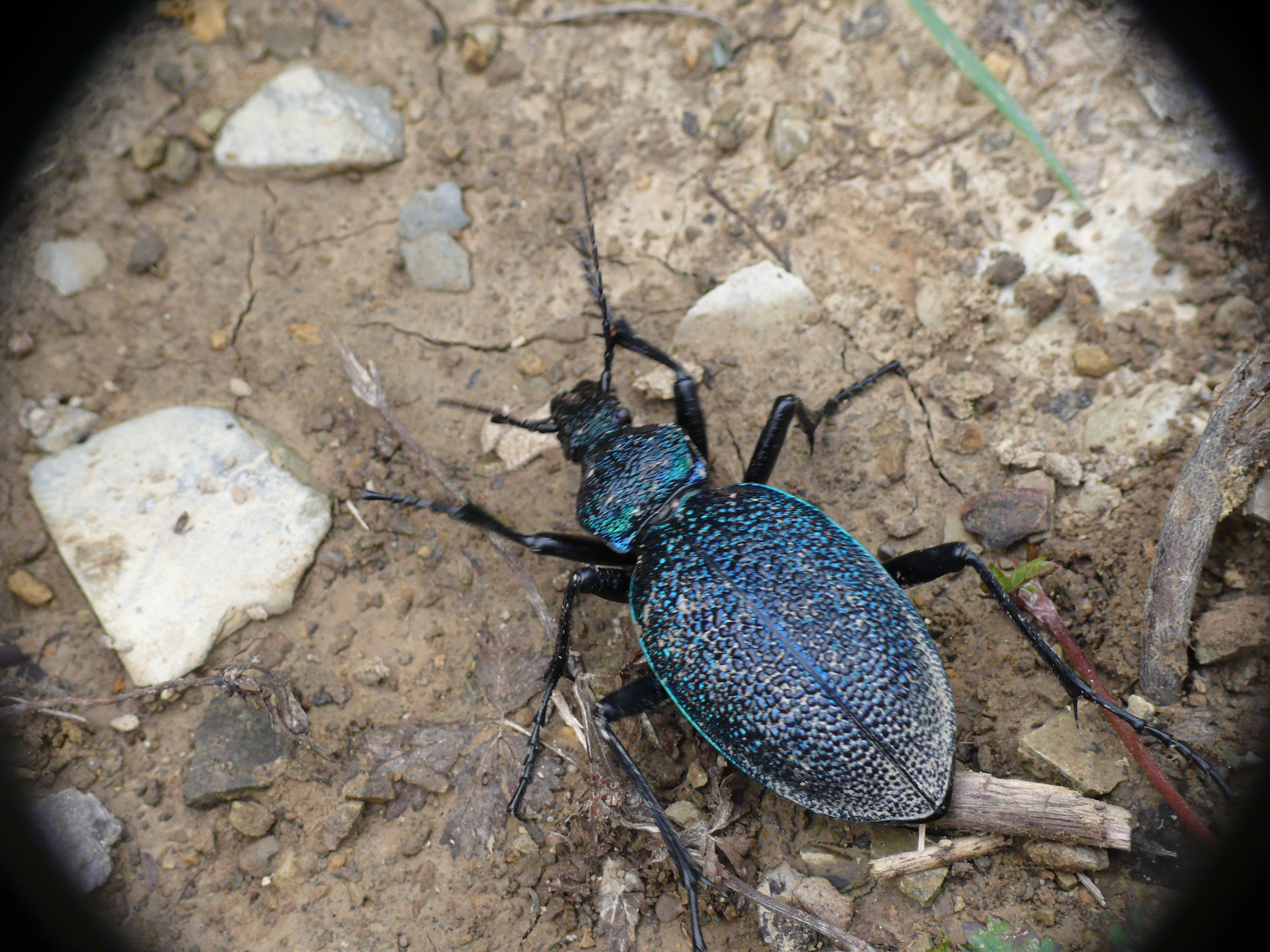 Carabus caucasicus colchicus
