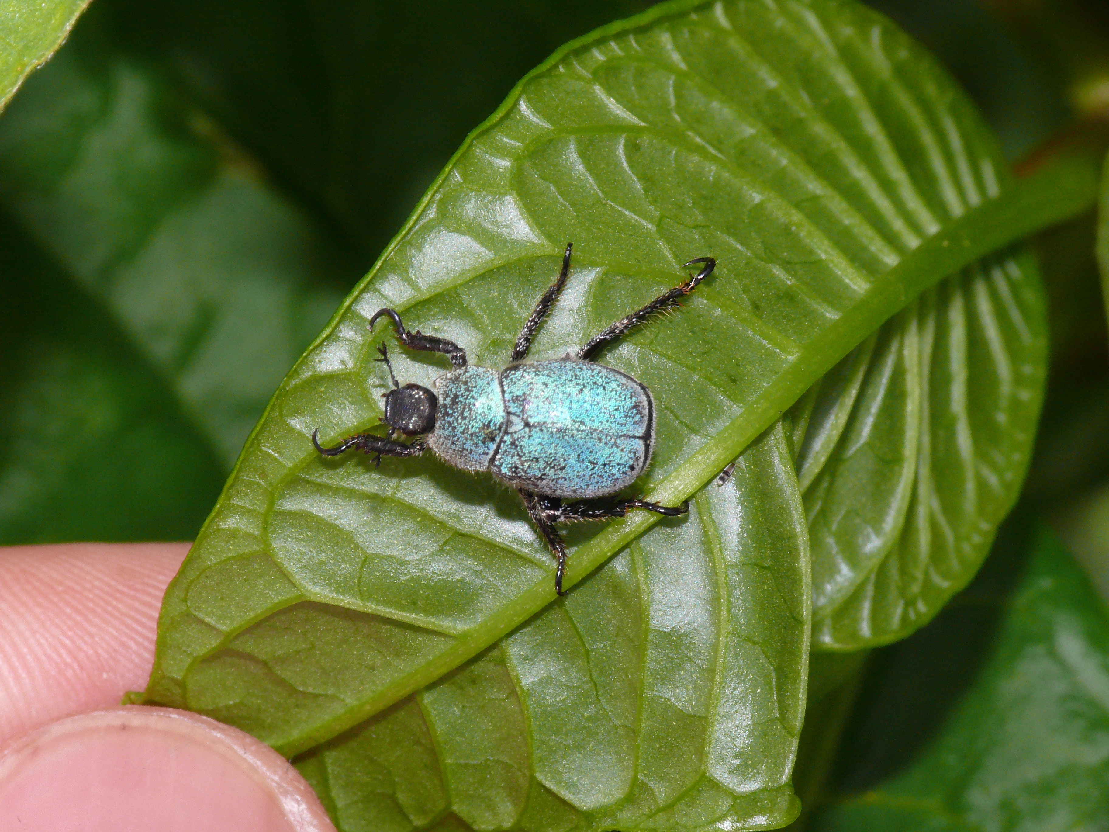 Hoplia pollinosa