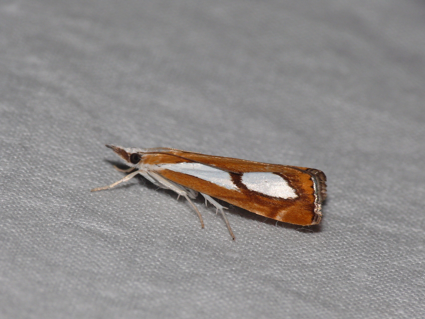 Catoptria pinella - ezüstös fűgyökérmoly