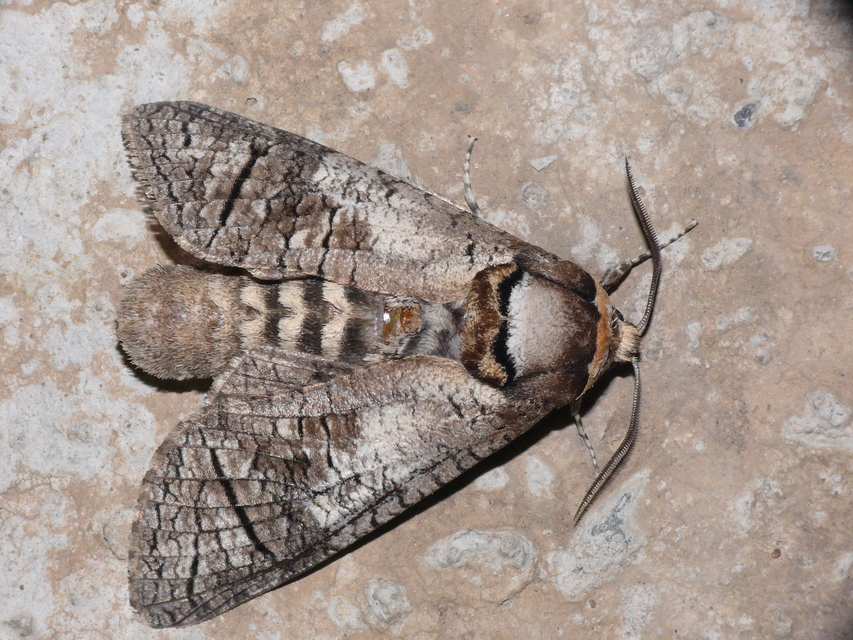 Cossus cossus - fűzfarontólepke