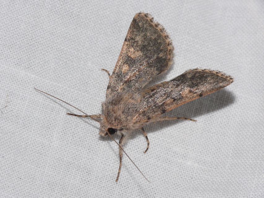 Dichagyris erubescens