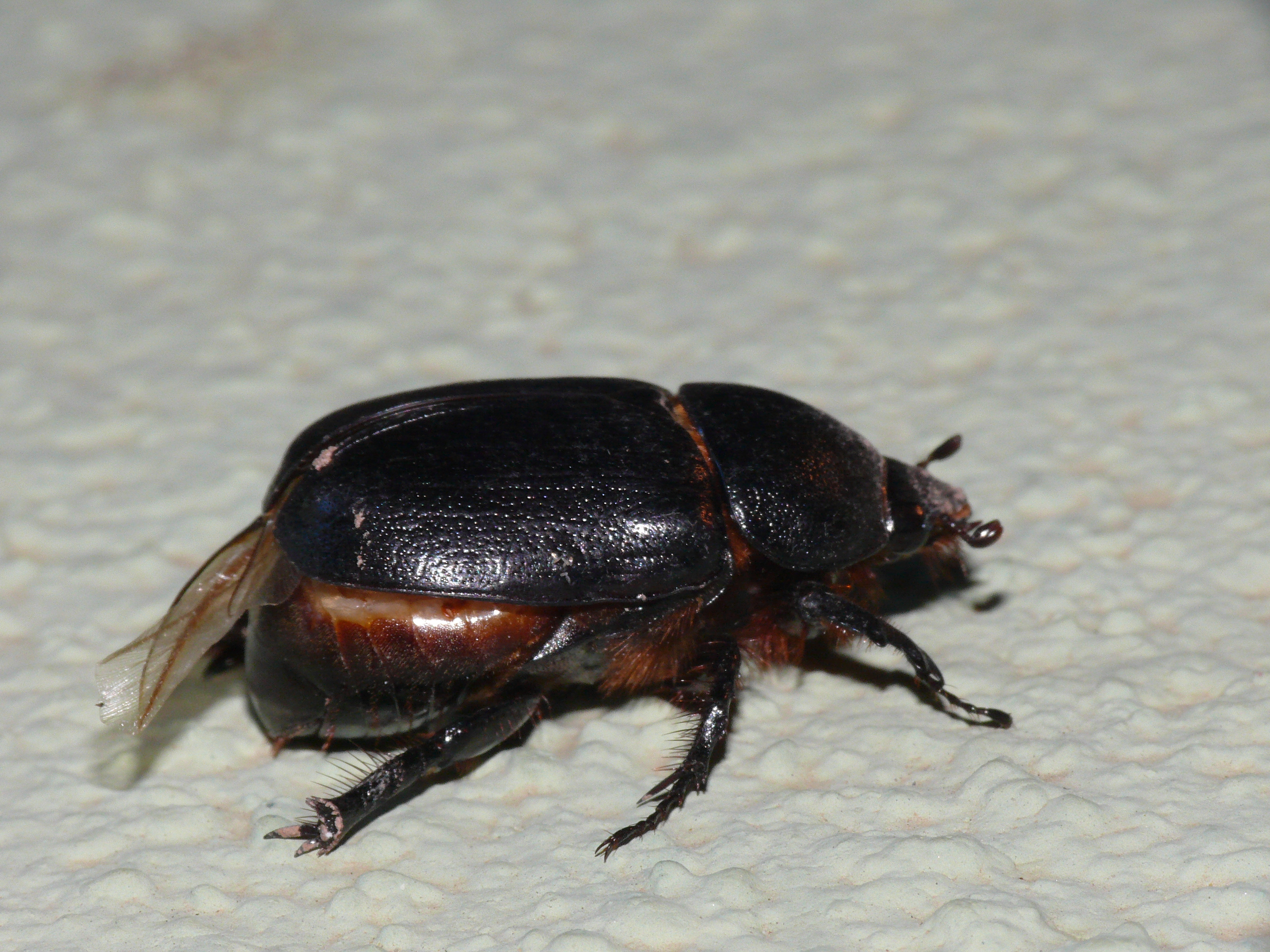 Pentodon bidens sulcifrons