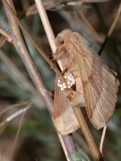 Malacosoma neustria - gyűrűsszövő