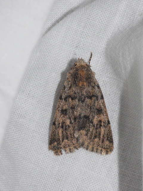Dichagyris erubescens