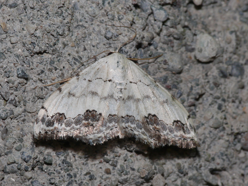 Scopula