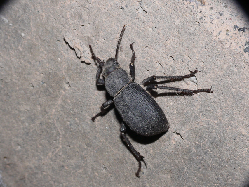 Tenebrionidae - gyászbogárfélék