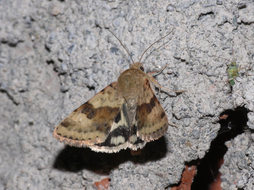 Heliothis viriplaca - mácsonyabagoly