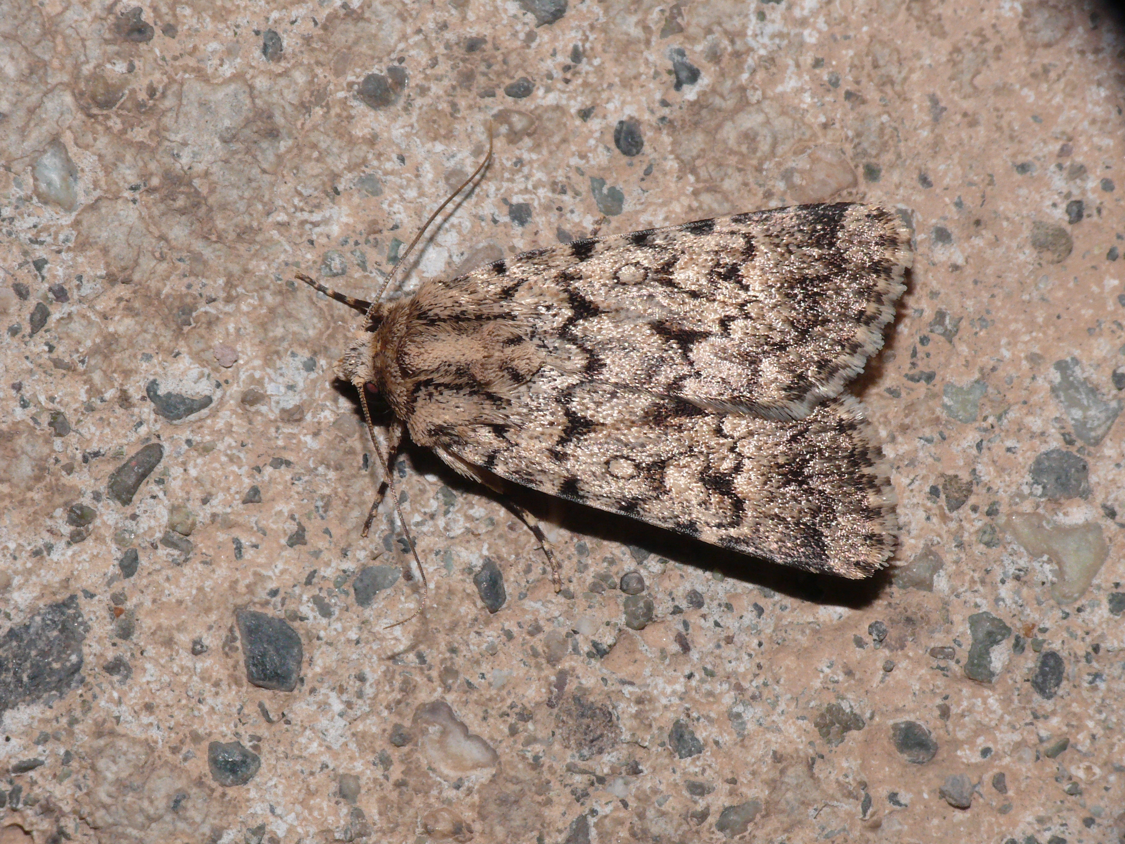Dichagyris squalidior