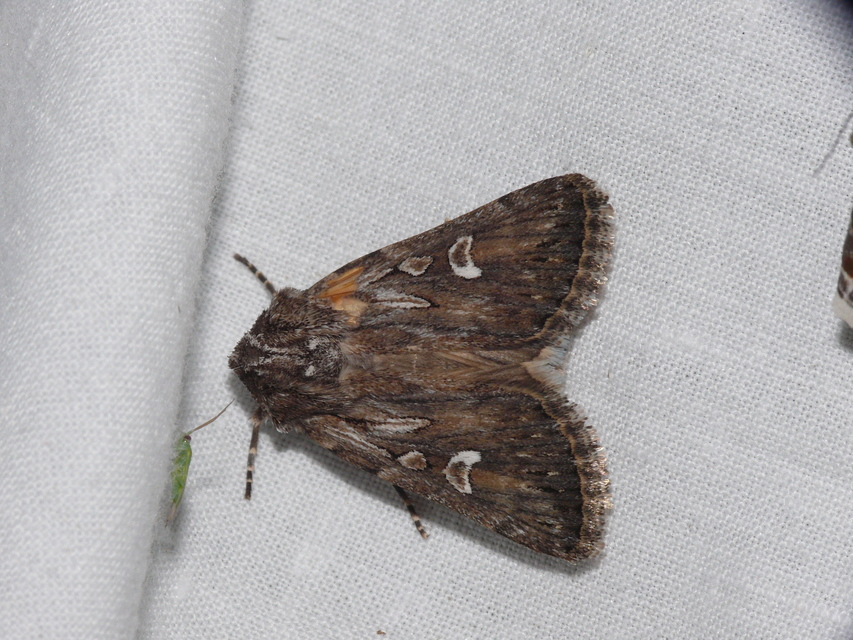 Dichagyris celsicola