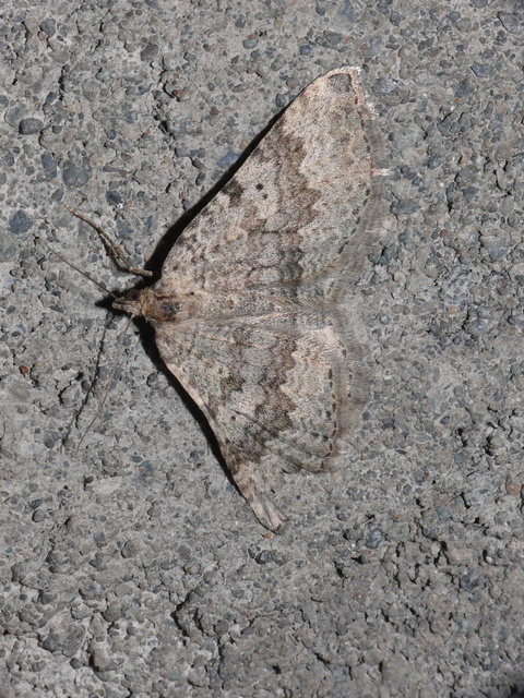 Scotopteryx
