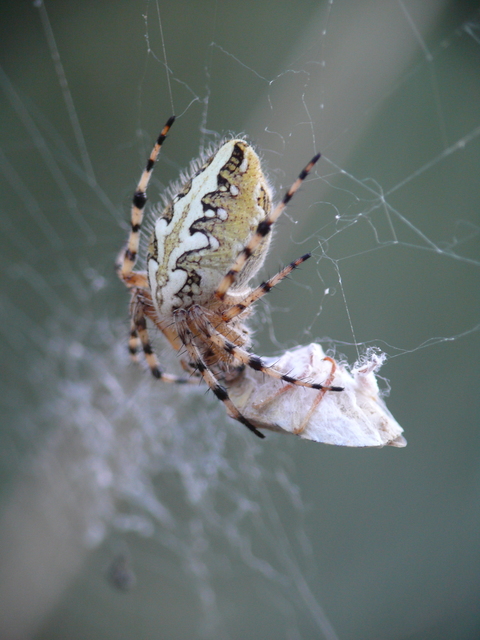 Aculepeira
