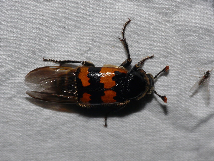Nicrophorus vespillo - közönséges temetőbogár