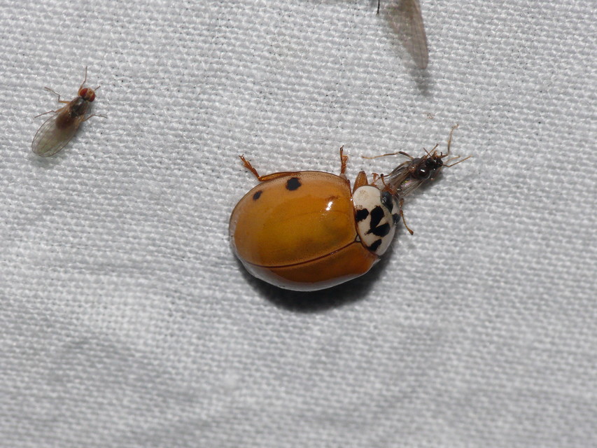 Harmonia axyridis - harlekinkatica