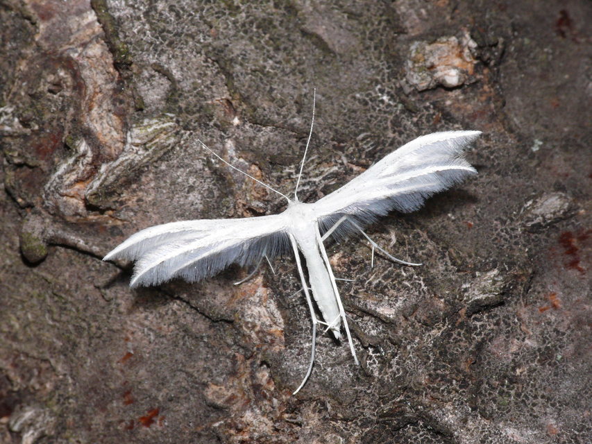 Pterophorus pentadactyla - fehér tollasmoly