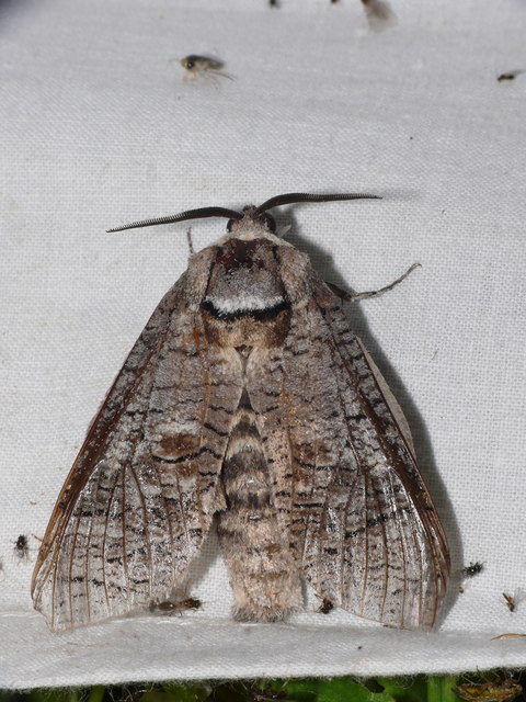 Cossus cossus - fűzfarontólepke