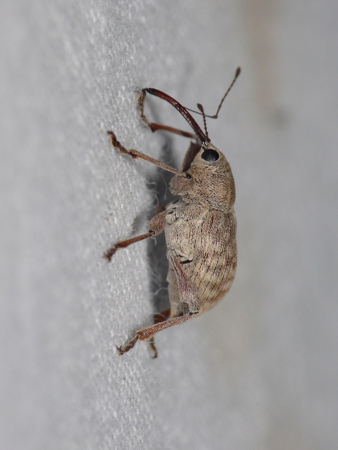 Curculio elephas - gesztenyezsuzsóka