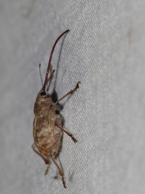 Curculio elephas - gesztenyezsuzsóka