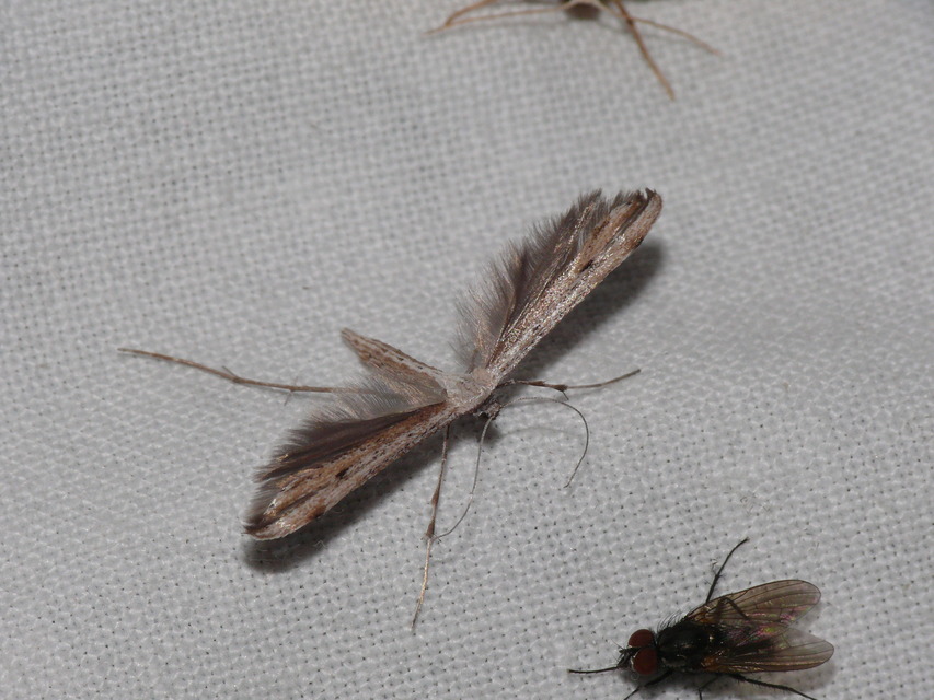 Pterophoridae - tollasmolyfélék