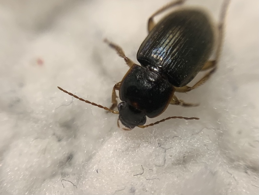 Parophonus hirsutulus - nagy molyhosfutó