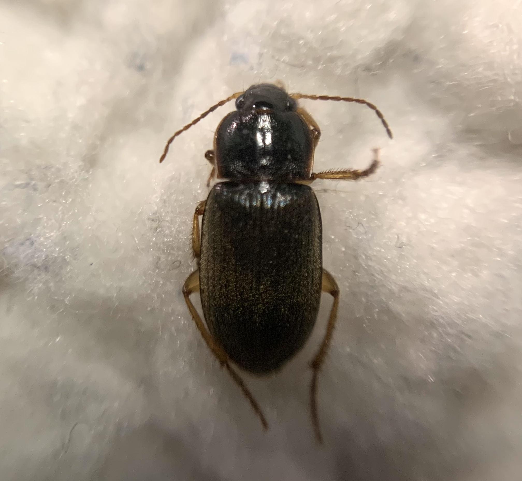 Parophonus hirsutulus - nagy molyhosfutó