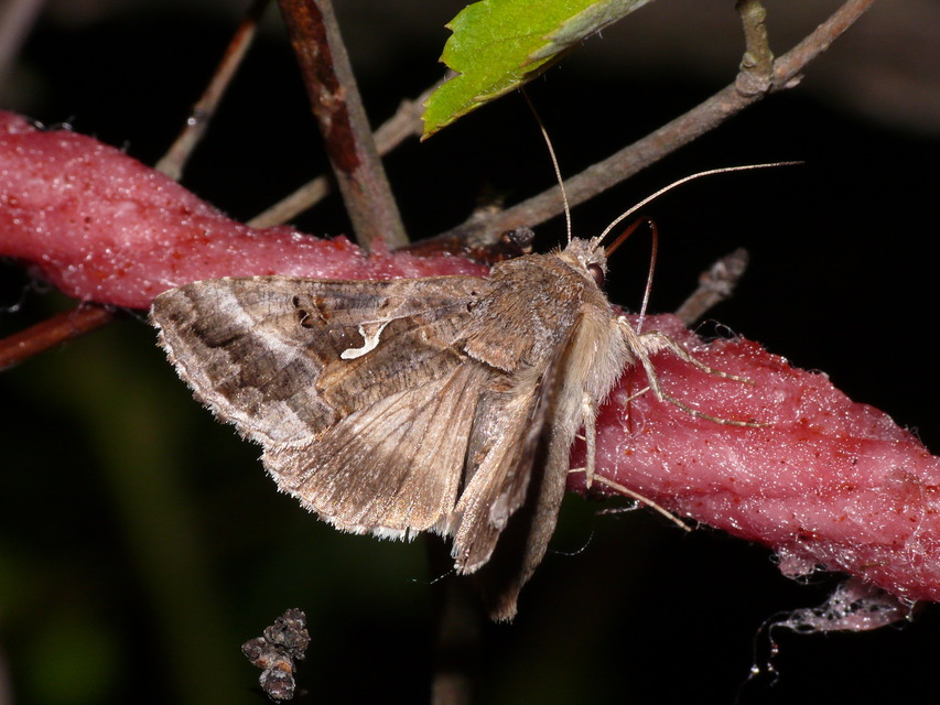 Autographa gamma - gammalepke