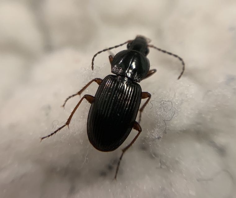 Pterostichus vernalis - ligeti gyászfutó