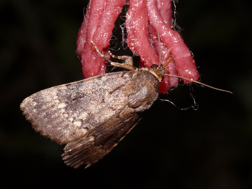 Amphipyra berbera/pyramidea