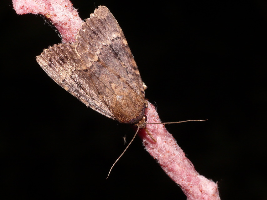 Amphipyra berbera/pyramidea