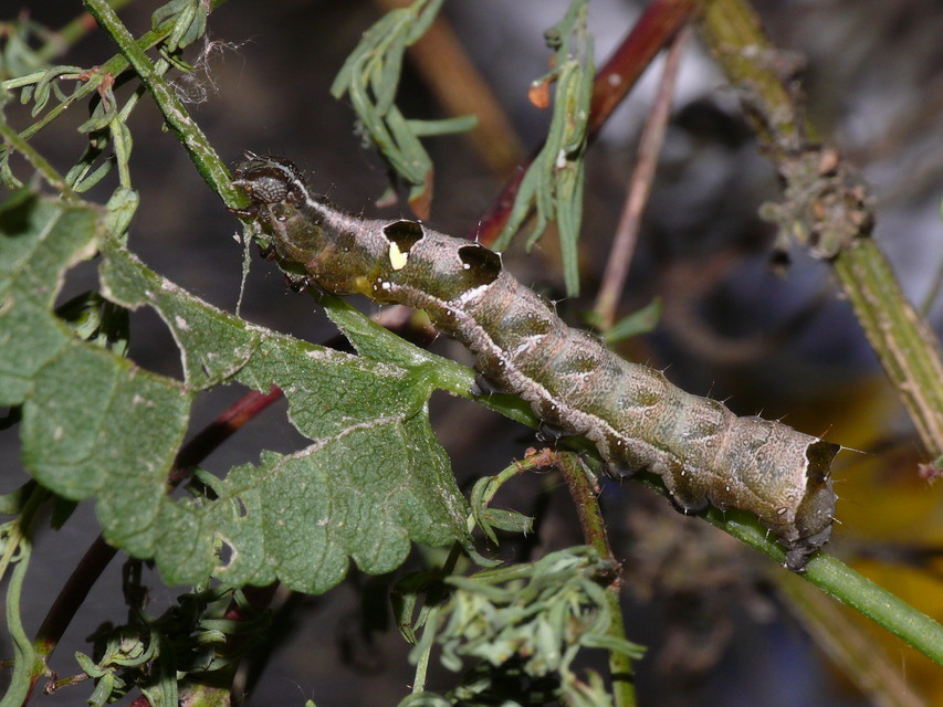 Abrostola triplasia - közönséges csalánbagoly