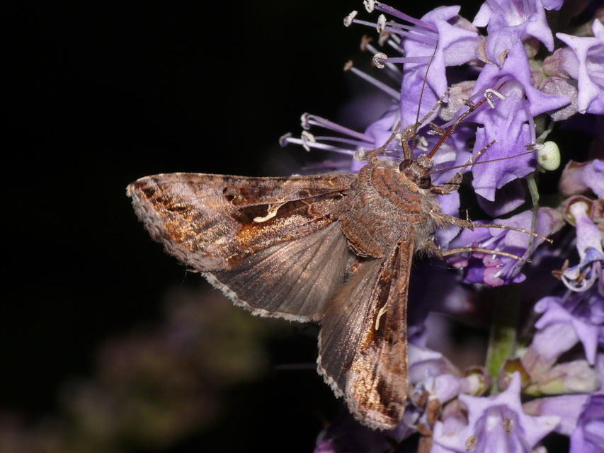 Autographa gamma - gammalepke