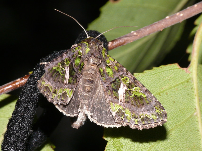 Trachea atriplicis - nyári zöldbagoly