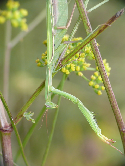 Mantis religiosa - imádkozósáska