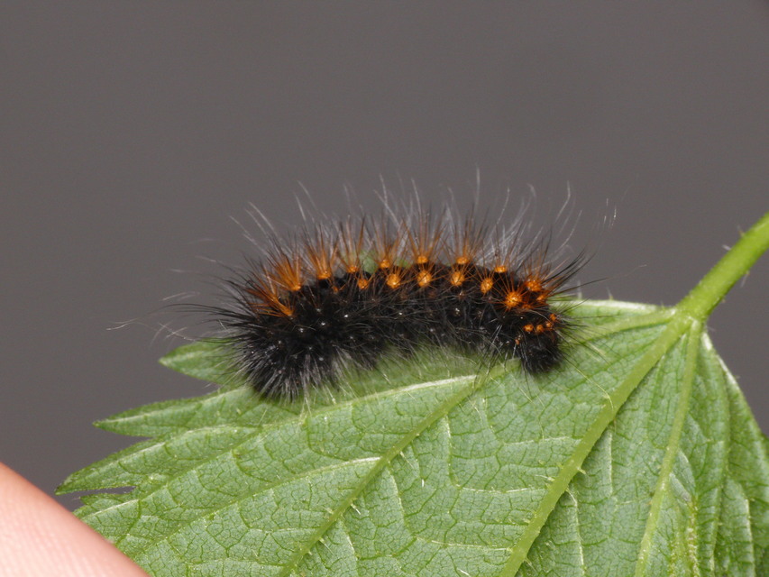 Acronicta auricoma - aranyos szigonyosbagoly
