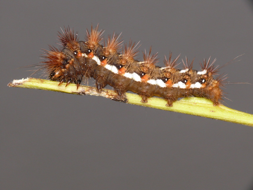 Acronicta rumicis - sóska-szigonyosbagoly