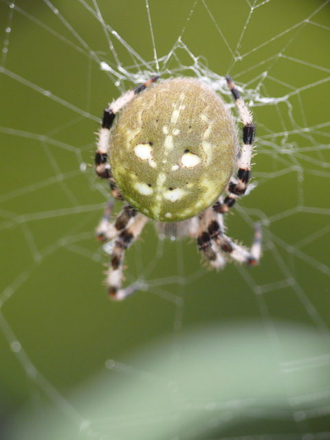 Araneus quadratus - négyes keresztespók