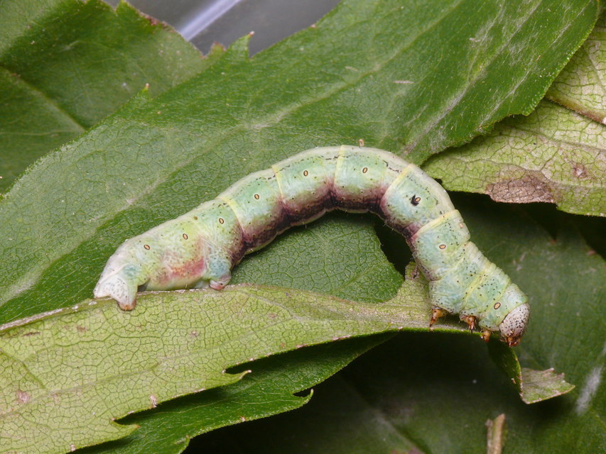Ascotis selenaria - holdas faaraszoló