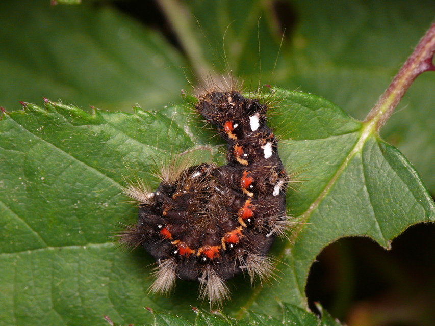 Acronicta rumicis - sóska-szigonyosbagoly