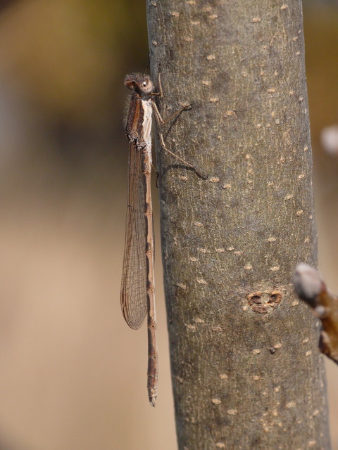 Sympecma fusca - téli rablószitakötő