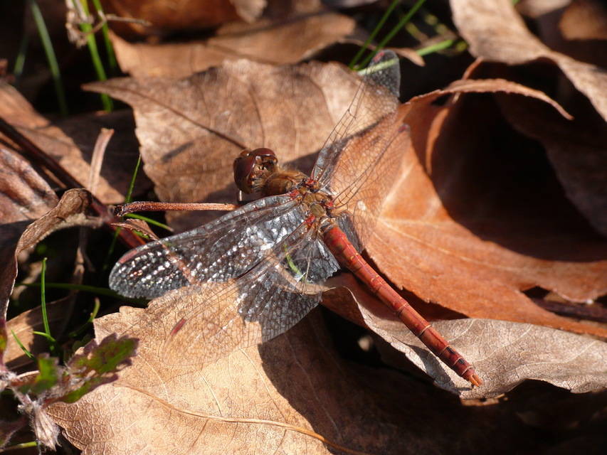 Sympetrum