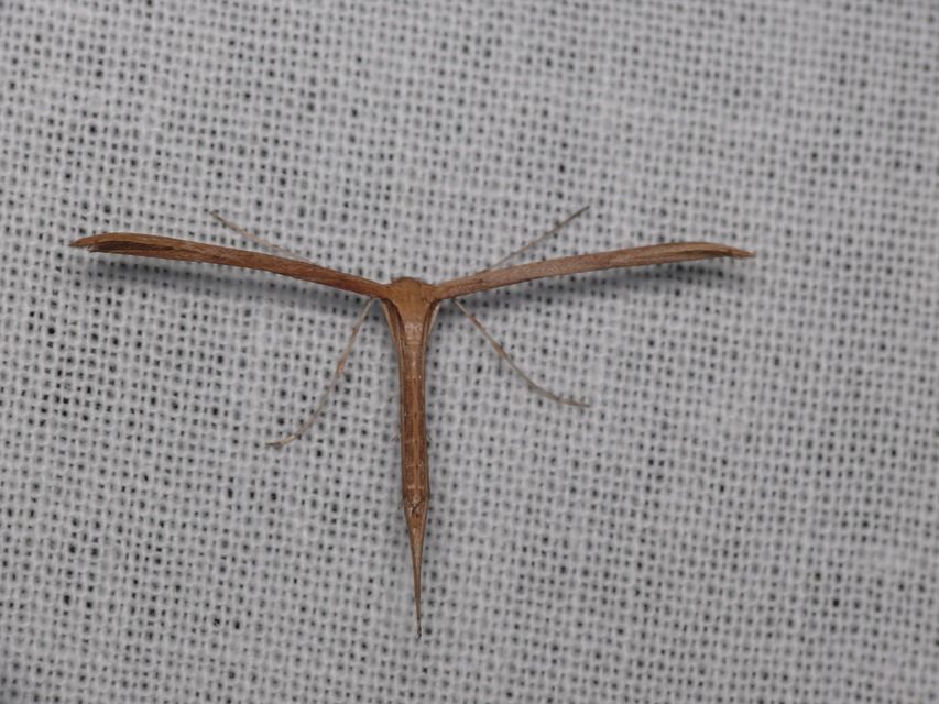 Emmelina monodactyla/argoteles