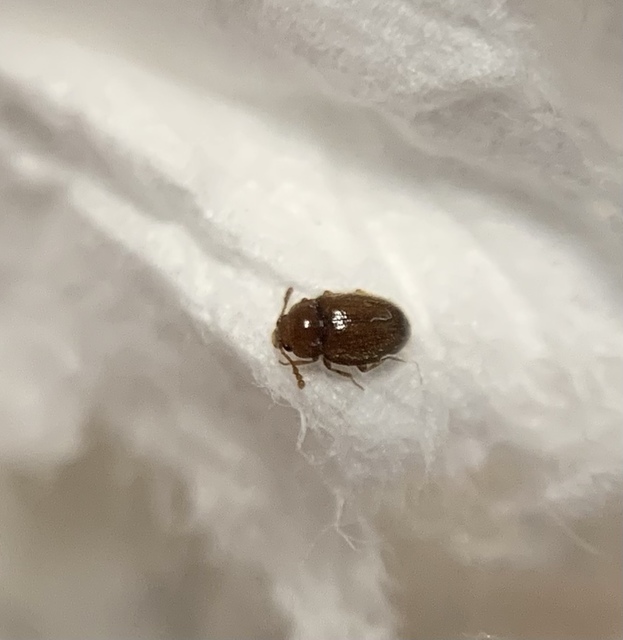 Symbiotes gibberosus - rőt álböde