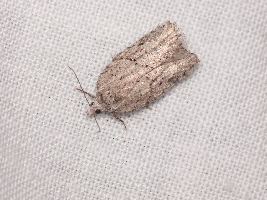 Acleris